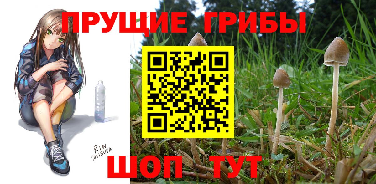 Псилоцибиновые грибы прущие грибы  Галлюциногенные грибы Psilocybe  Шатура  Вход с VPN 