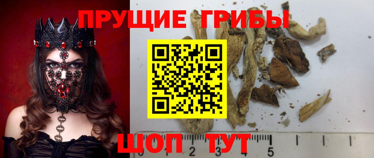 Псилоцибиновые грибы мицелий Шатура